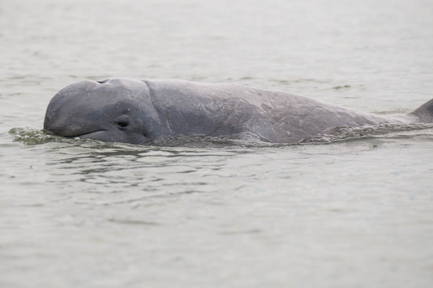 Irrawaddy_dolphin-Orcaella_brevirostris_by_2eight