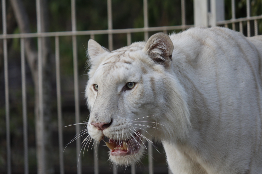 white-tiger-3-1024x683.jpg