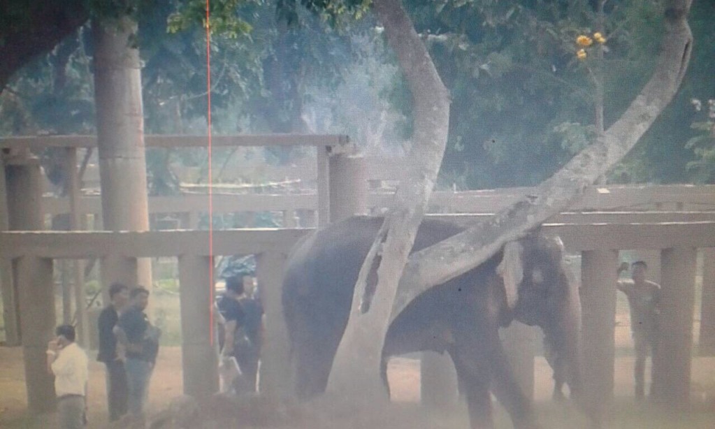 According to reports, the 10 year old female elephant known as Mee Sook, was rescued from an elephant riding camp in Krabi province.