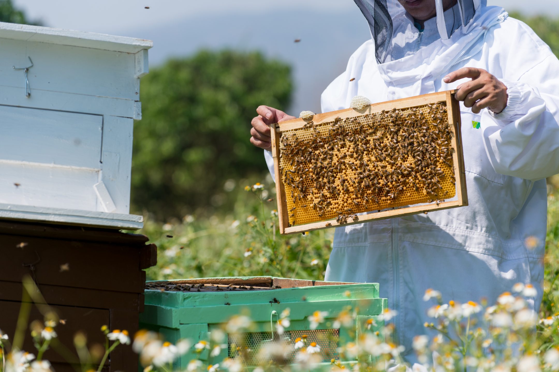 Chiang Mai Citylife Food Trails Supha Bee Farm (ENG)
