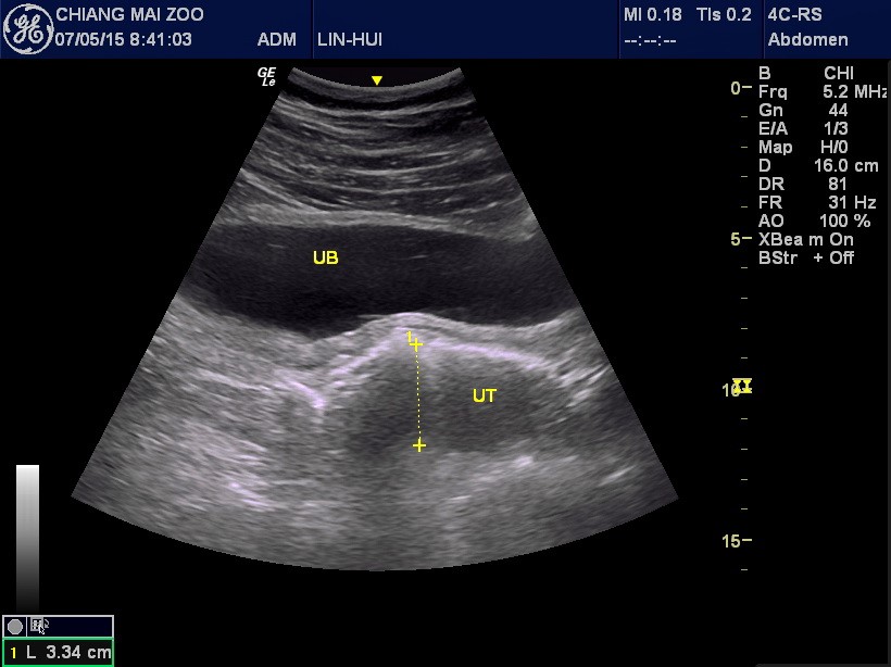 Bet you have never seen a panda ultrasound before.
