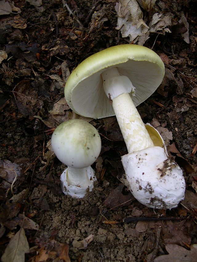 mushroom