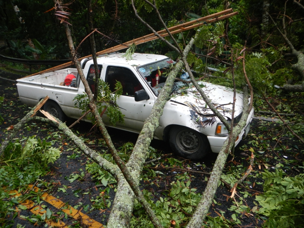 tree fall car oh my