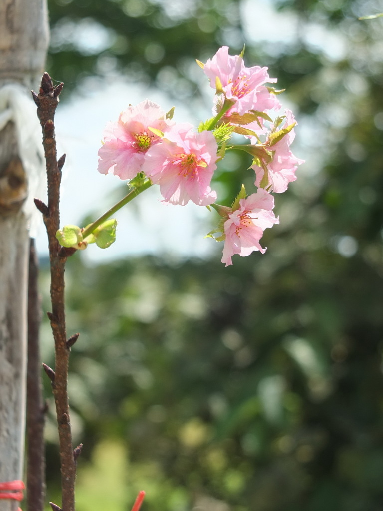 Cherry blossom chiang rai