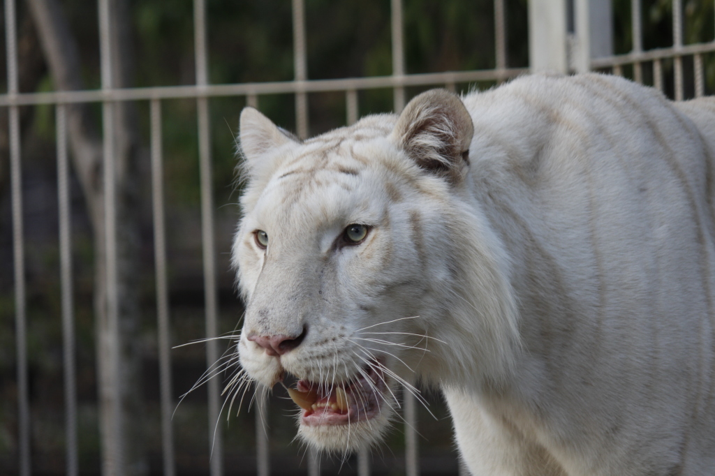 white tiger (3)