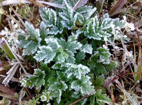 frost1