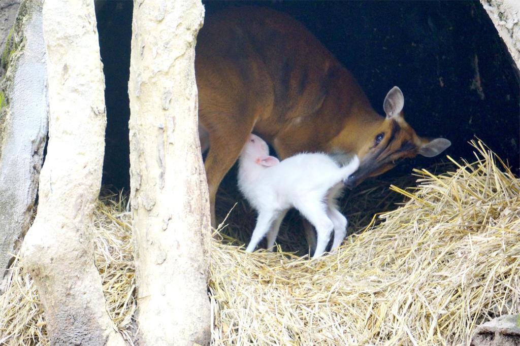 albino deer