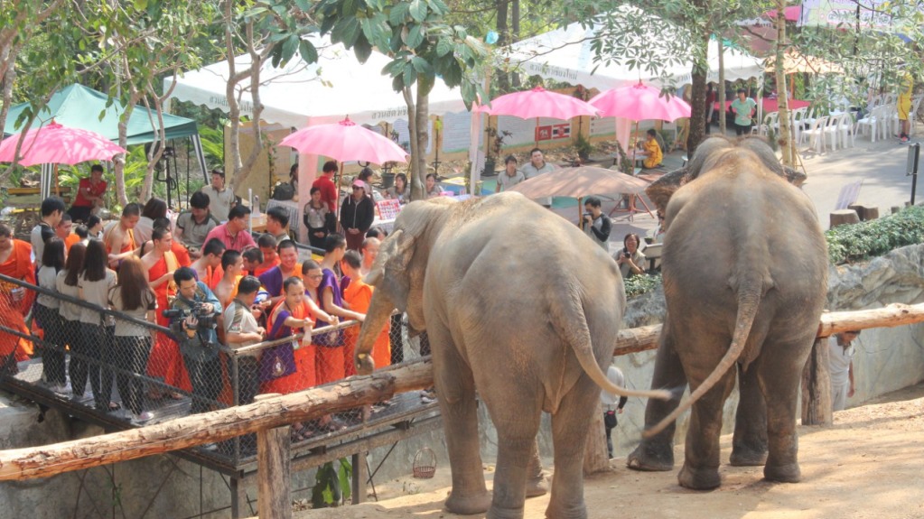 elephant CM zoo
