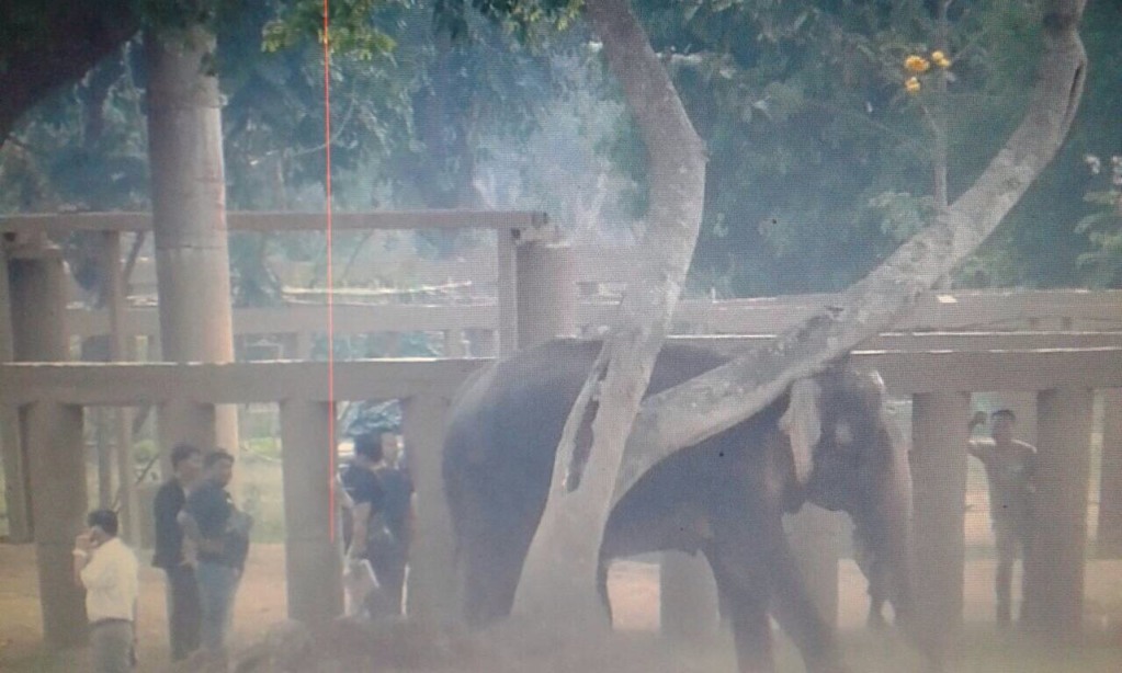 enp mahout death