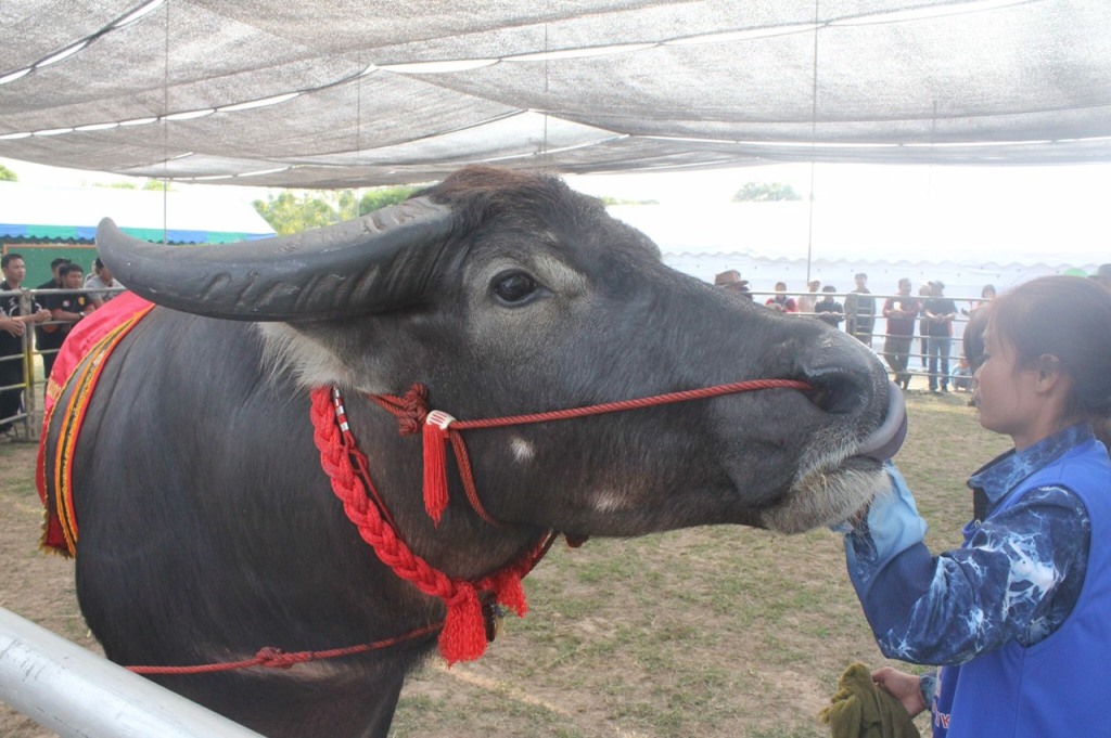 winning buffalo