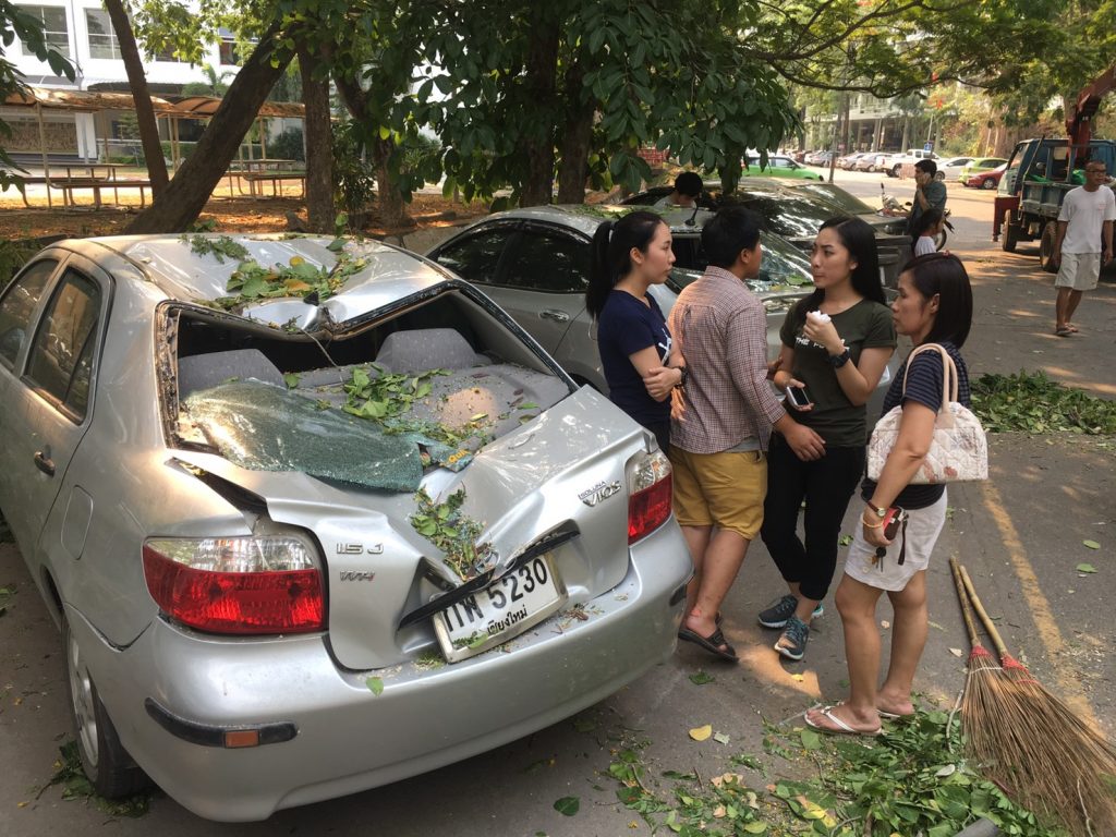 bodhi tree 2