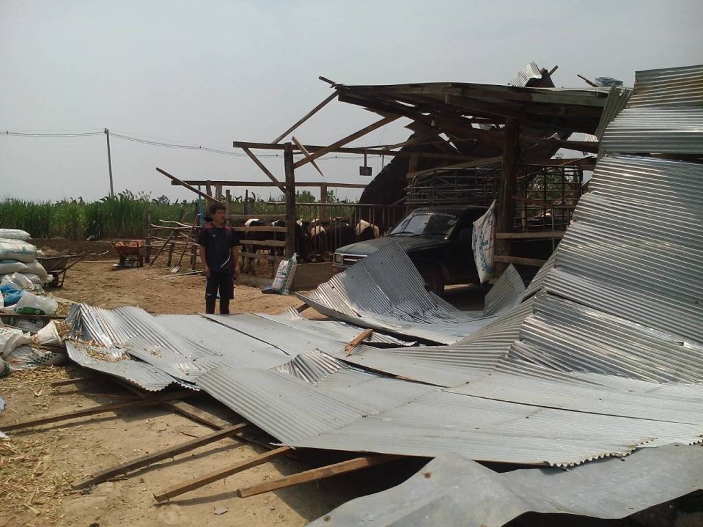 cow shed collapse