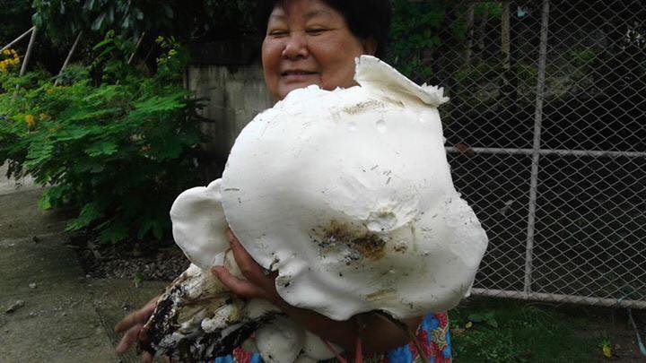 Giant Mushroom 1