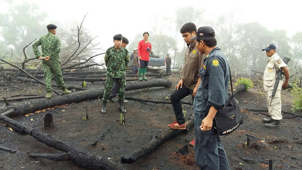 destroyed forest