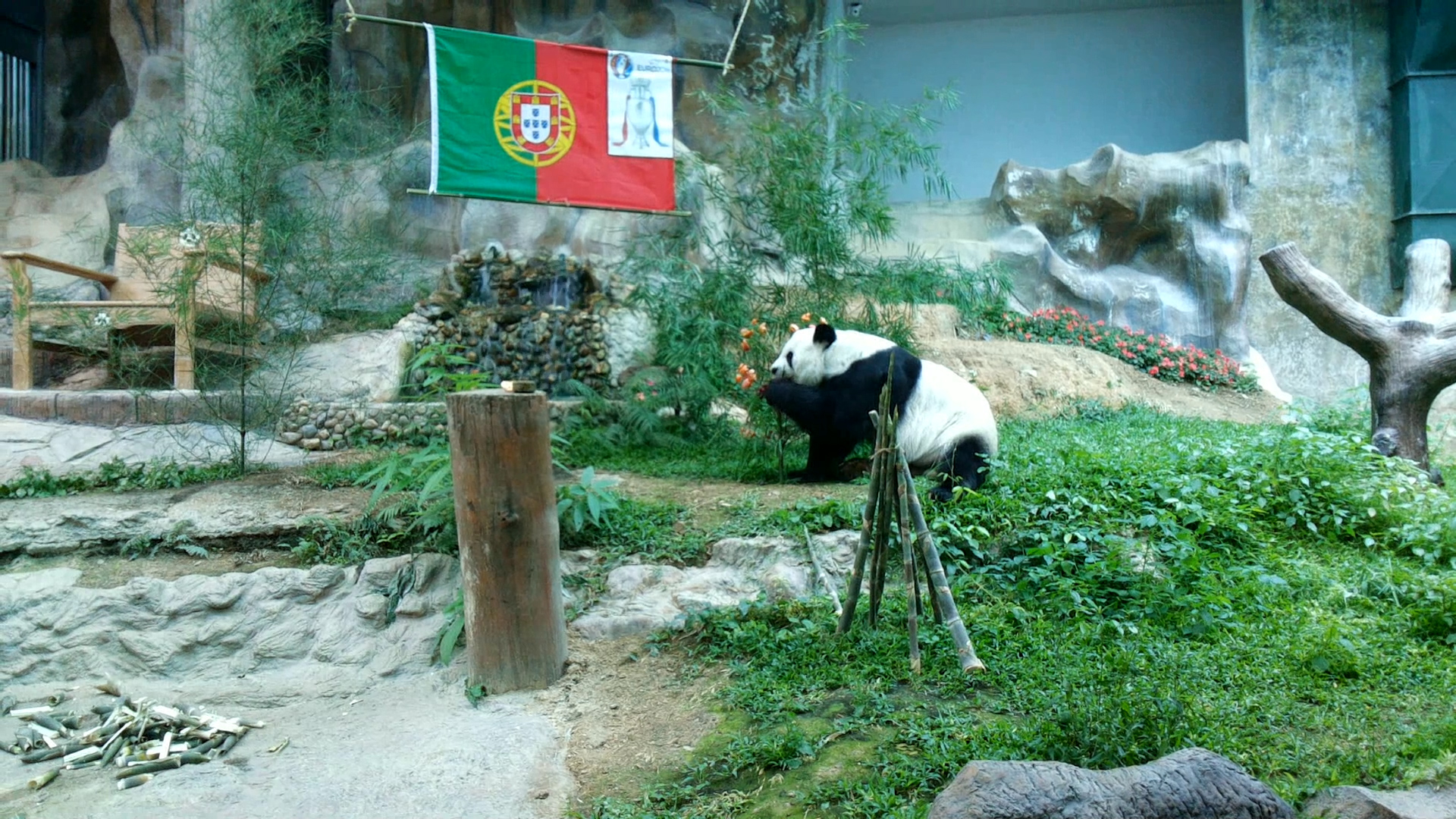 panda portugal