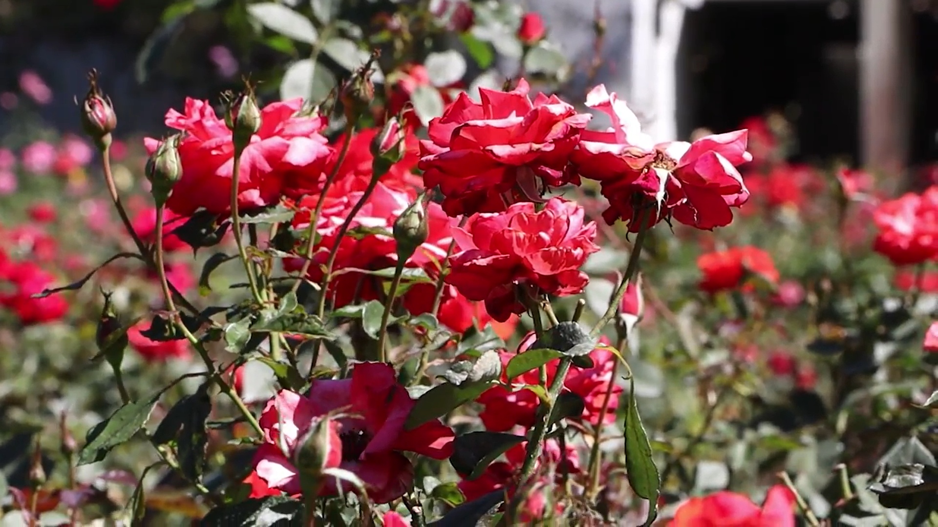 Roses are red…and other colours - Chiang Mai Citylife CityNews